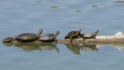 PICTURES/Bosque del Apache Wildlife Center/t_Turtles in Line On Log.JPG